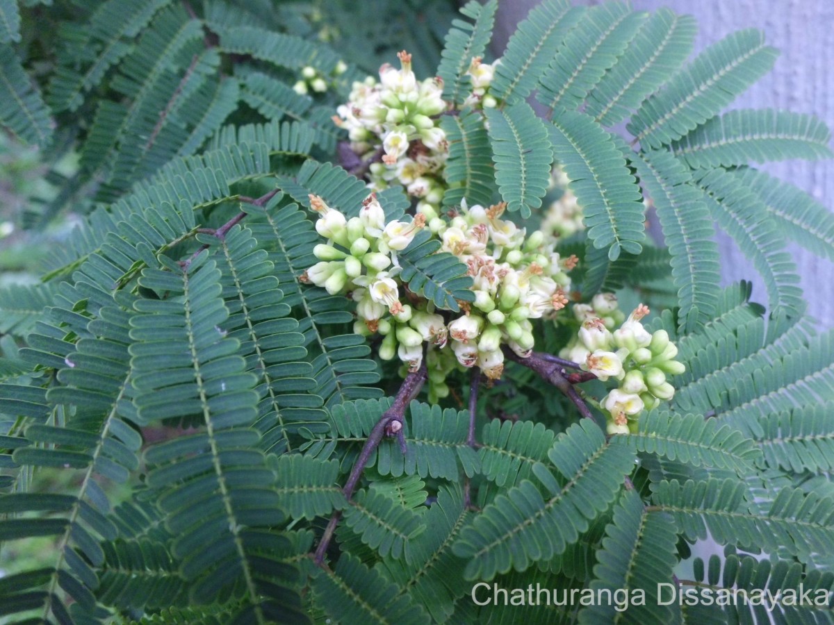 Libidibia coriaria (Jacq.) Schltdl.